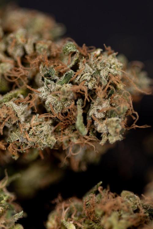 Blue Widow 🕷️  - Zamnesia x B&B. Week 11 - Blue Widow #1 - Photoperiodic - Dry Buds