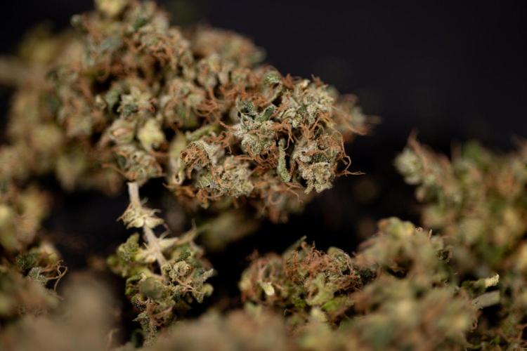 Blue Widow 🕷️  - Zamnesia x B&B. Week 11 - Blue Widow #1 - Photoperiodic - Dry Buds