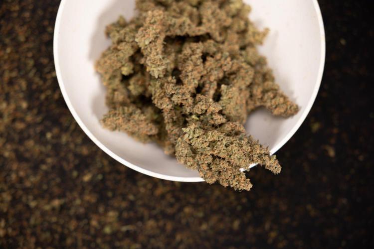 Classic Skunk 🌱  - Zamnesia x B&B. Week 12 - Classic Skunk - Plant #1 - Dry Buds