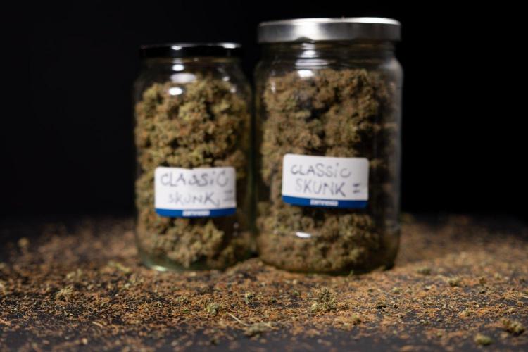 Classic Skunk 🌱  - Zamnesia x B&B. Week 11 - Classic Skunk #2 - Dry Buds
