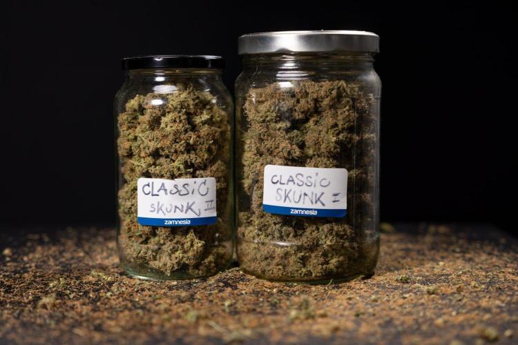Classic Skunk 🌱  - Zamnesia x B&B. Week 11 - Classic Skunk #2 - Dry Buds