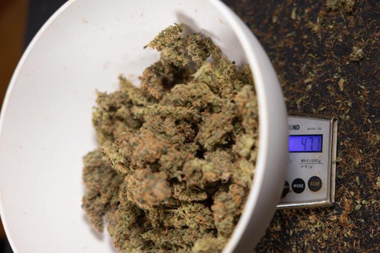 Classic Skunk 🌱  - Zamnesia x B&B. Week 11 - Classic Skunk #2 - Dry Buds
