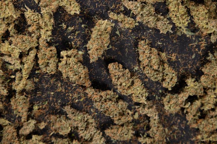 Classic Skunk 🌱  - Zamnesia x B&B. Week 11 - Classic Skunk #2 - Dry Buds