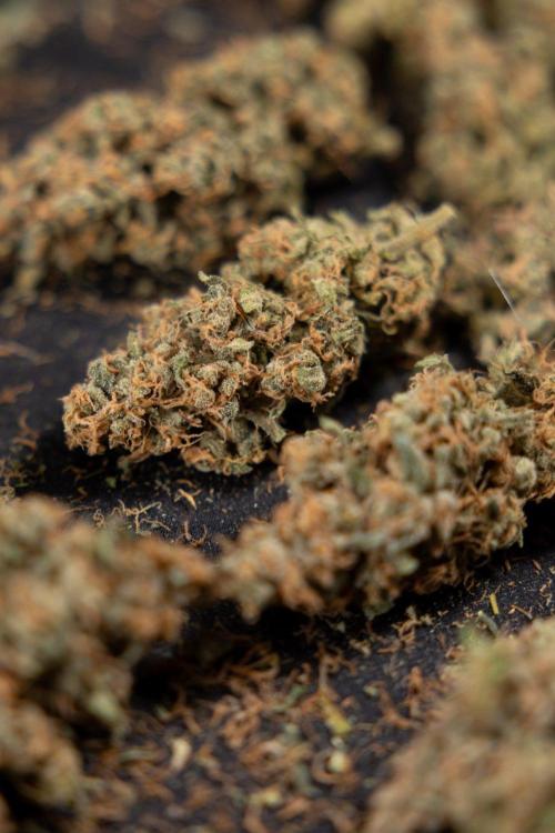 Classic Skunk 🌱  - Zamnesia x B&B. Week 11 - Classic Skunk #2 - Dry Buds