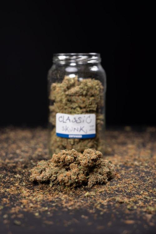 Classic Skunk 🌱  - Zamnesia x B&B. Week 11 - Classic Skunk #2 - Dry Buds