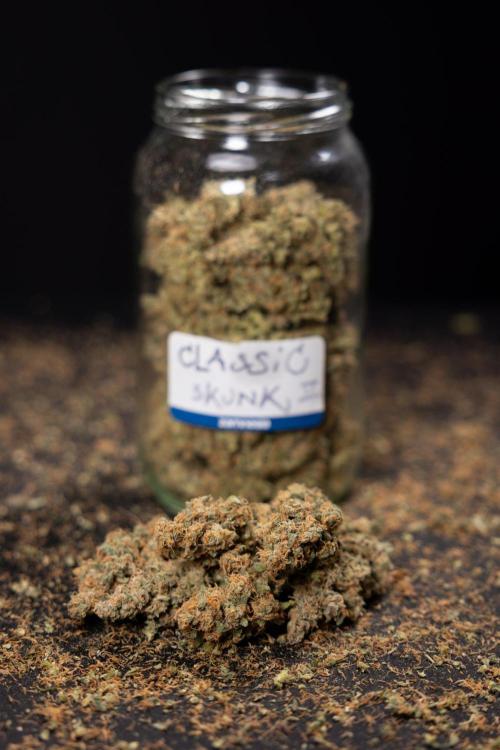 Classic Skunk 🌱  - Zamnesia x B&B. Week 11 - Classic Skunk #2 - Dry Buds