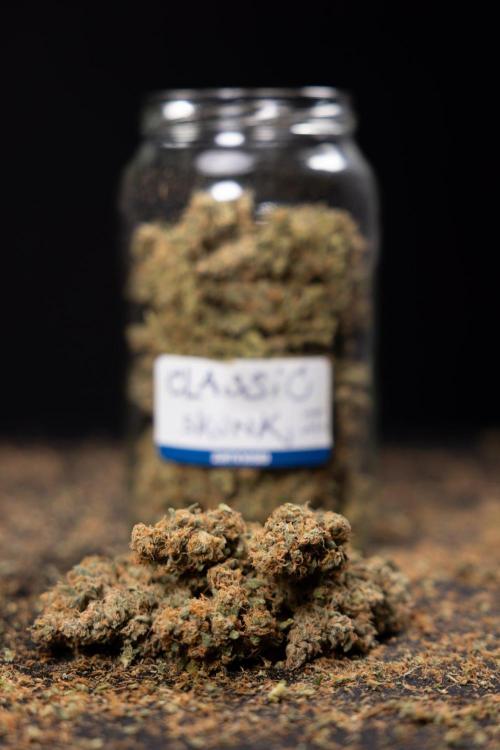 Classic Skunk 🌱  - Zamnesia x B&B. Week 11 - Classic Skunk #2 - Dry Buds