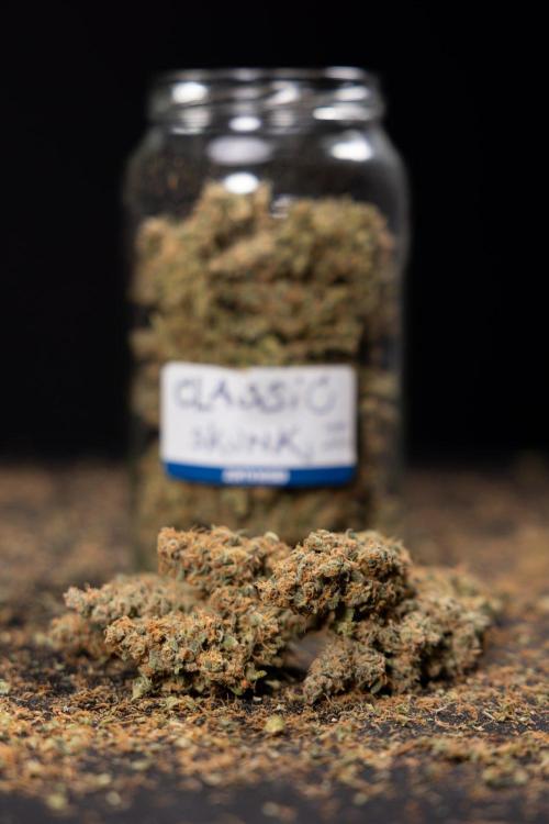 Classic Skunk 🌱  - Zamnesia x B&B. Week 11 - Classic Skunk #2 - Dry Buds