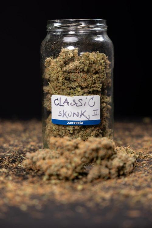 Classic Skunk 🌱  - Zamnesia x B&B. Week 11 - Classic Skunk #2 - Dry Buds