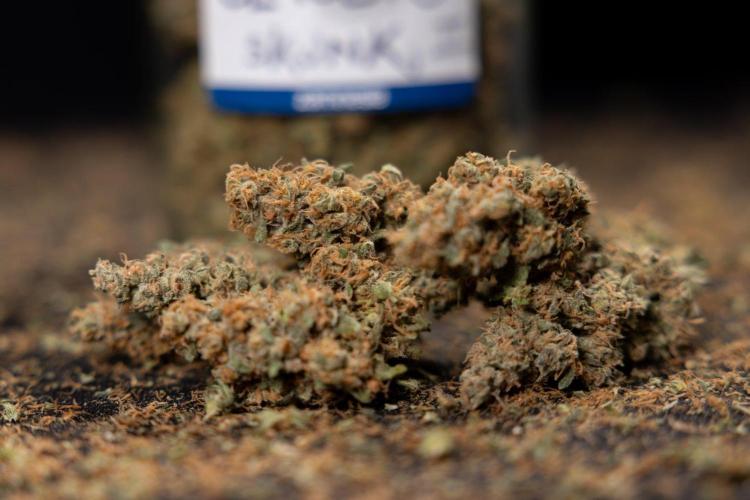 Classic Skunk 🌱  - Zamnesia x B&B. Week 11 - Classic Skunk #2 - Dry Buds