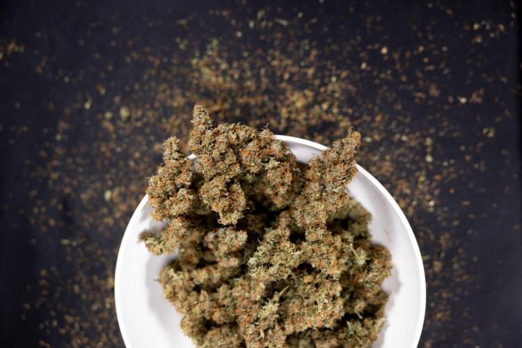 Godfather OG ✞ Auto - Zamnesia x B&B. Week 12 - Godfather OG - Dry Buds