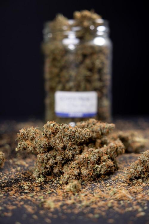 Godfather OG ✞ Auto - Zamnesia x B&B. Week 12 - Godfather OG - Dry Buds