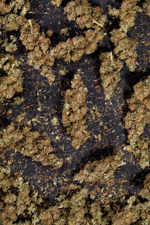 Godfather OG ✞ Auto - Zamnesia x B&B. Week 11 - Godfather OG Autoflowering - Plant  #1 - Dry Buds