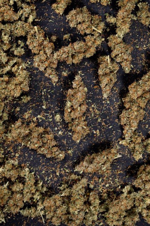 Godfather OG ✞ Auto - Zamnesia x B&B. Week 11 - Godfather OG Autoflowering - Plant  #1 - Dry Buds