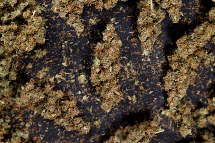 Godfather OG ✞ Auto - Zamnesia x B&B. Week 11 - Godfather OG Autoflowering - Plant  #1 - Dry Buds
