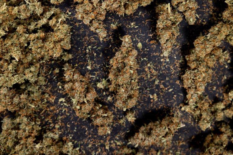 Godfather OG ✞ Auto - Zamnesia x B&B. Week 11 - Godfather OG Autoflowering - Plant  #1 - Dry Buds