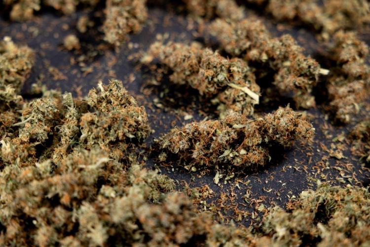 Godfather OG ✞ Auto - Zamnesia x B&B. Week 11 - Godfather OG Autoflowering - Plant  #1 - Dry Buds