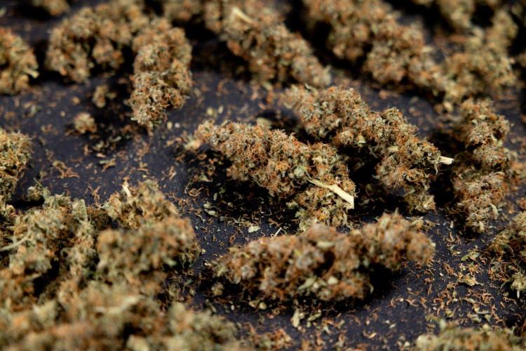 Godfather OG ✞ Auto - Zamnesia x B&B. Week 11 - Godfather OG Autoflowering - Plant  #1 - Dry Buds