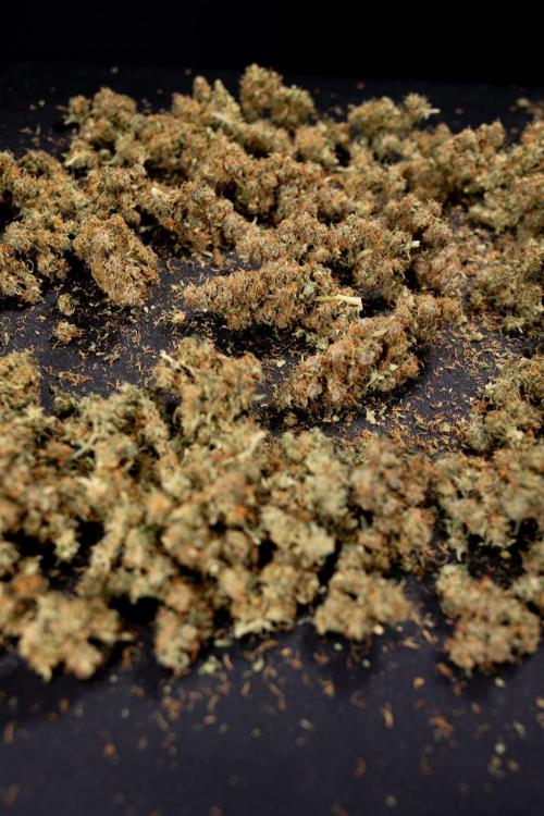 Godfather OG ✞ Auto - Zamnesia x B&B. Week 11 - Godfather OG Autoflowering - Plant  #1 - Dry Buds