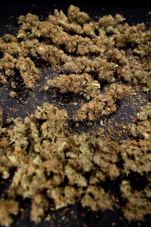 Godfather OG ✞ Auto - Zamnesia x B&B. Week 11 - Godfather OG Autoflowering - Plant  #1 - Dry Buds