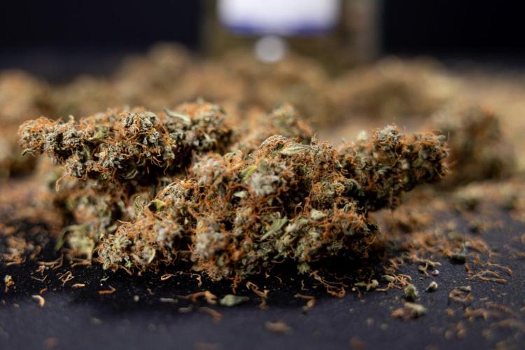 Godfather OG ✞ Auto - Zamnesia x B&B. Week 11 - Godfather OG Autoflowering - Plant  #1 - Dry Buds