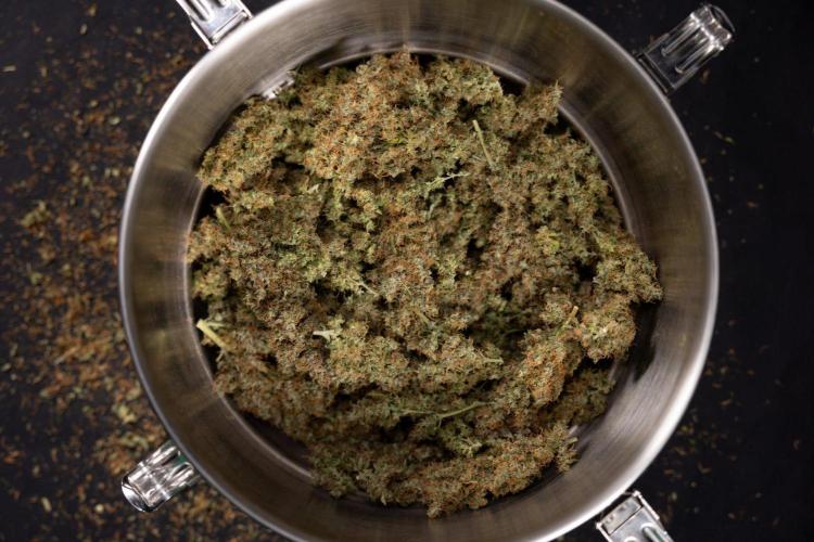 Godfather OG ✞ Auto - Zamnesia x B&B. Week 11 - Godfather OG Autoflowering - Plant  #1 - Dry Buds