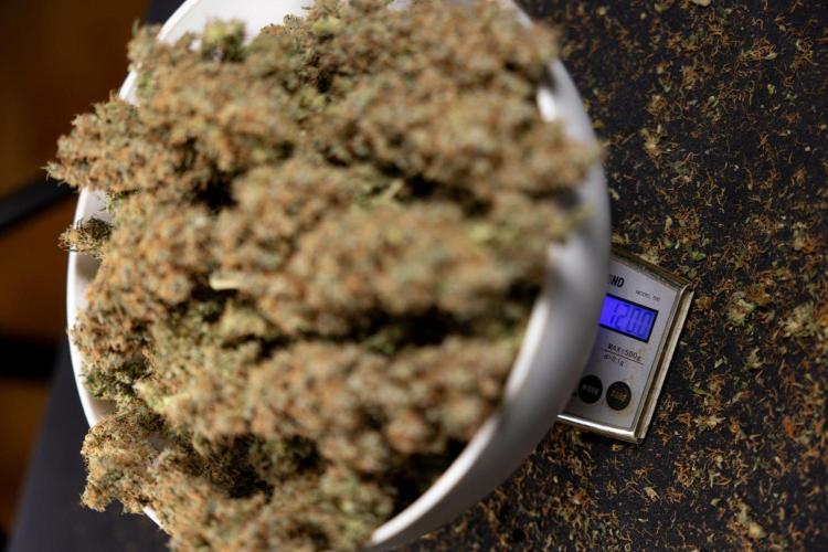 Godfather OG ✞ Auto - Zamnesia x B&B. Week 11 - Godfather OG Autoflowering - Plant  #1 - Dry Buds