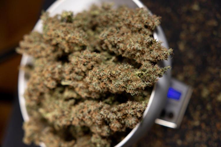 Godfather OG ✞ Auto - Zamnesia x B&B. Week 11 - Godfather OG Autoflowering - Plant  #1 - Dry Buds
