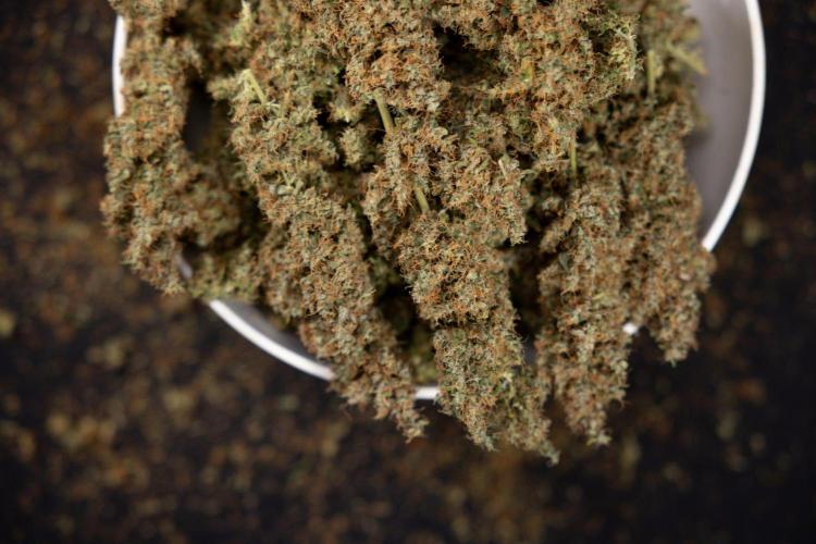Godfather OG ✞ Auto - Zamnesia x B&B. Week 11 - Godfather OG Autoflowering - Plant  #1 - Dry Buds