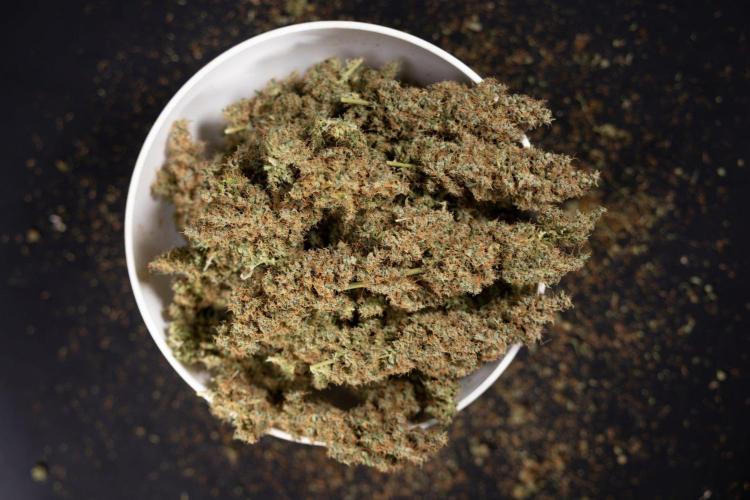 Godfather OG ✞ Auto - Zamnesia x B&B. Week 11 - Godfather OG Autoflowering - Plant  #1 - Dry Buds
