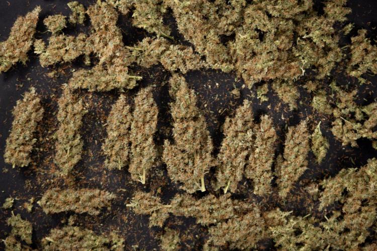 Godfather OG ✞ Auto - Zamnesia x B&B. Week 11 - Godfather OG Autoflowering - Plant  #1 - Dry Buds