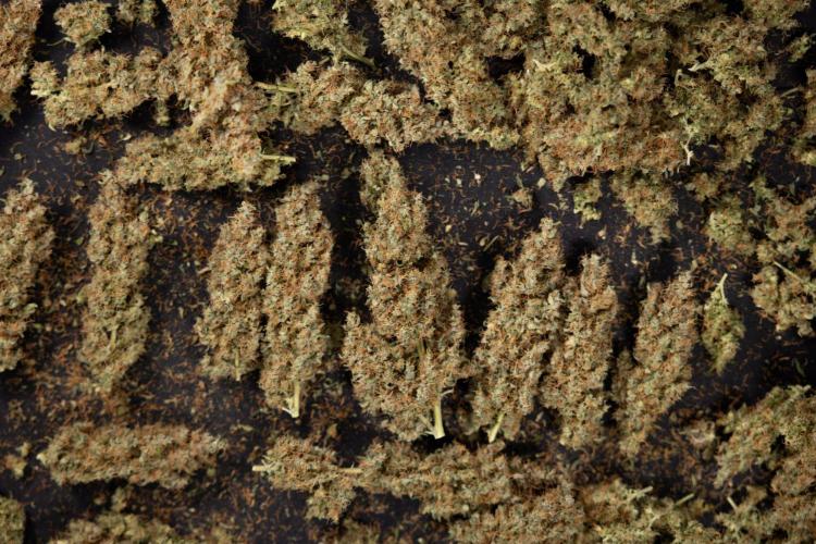 Godfather OG ✞ Auto - Zamnesia x B&B. Week 11 - Godfather OG Autoflowering - Plant  #1 - Dry Buds