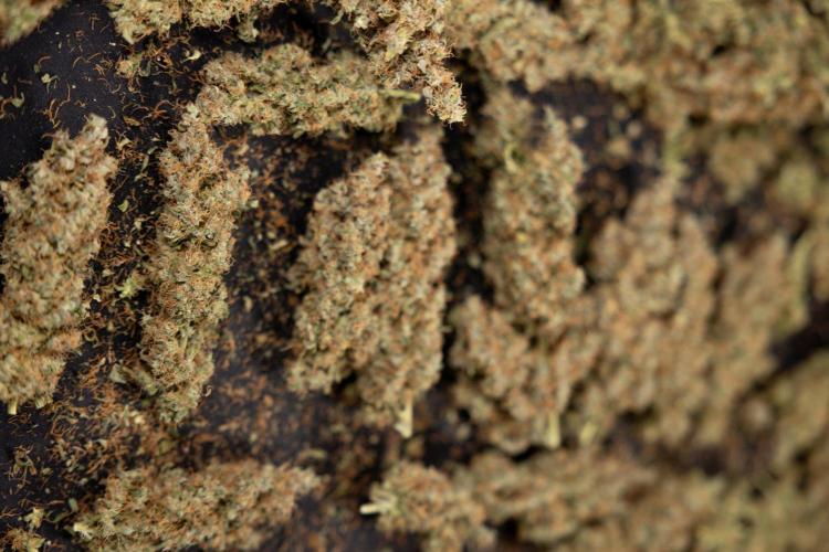 Godfather OG ✞ Auto - Zamnesia x B&B. Week 11 - Godfather OG Autoflowering - Plant  #1 - Dry Buds