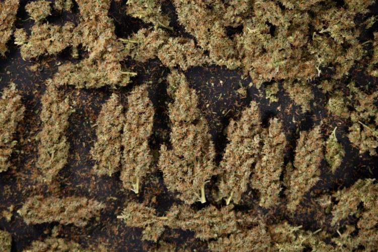 Godfather OG ✞ Auto - Zamnesia x B&B. Week 11 - Godfather OG Autoflowering - Plant  #1 - Dry Buds