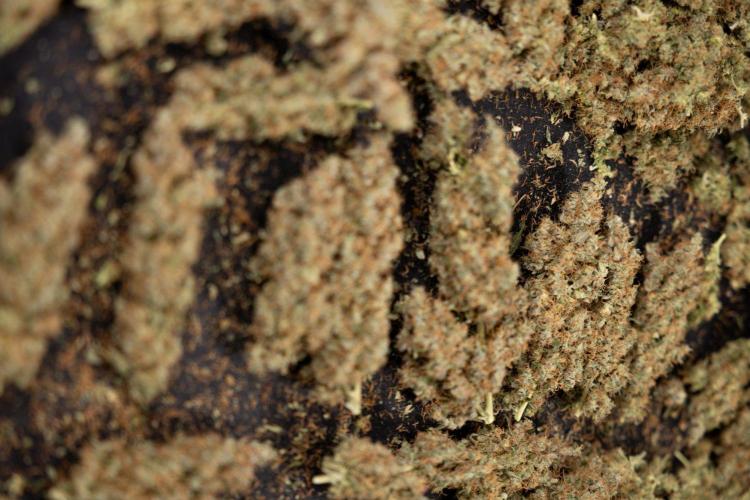 Godfather OG ✞ Auto - Zamnesia x B&B. Week 11 - Godfather OG Autoflowering - Plant  #1 - Dry Buds