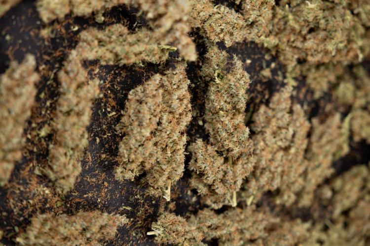 Godfather OG ✞ Auto - Zamnesia x B&B. Week 11 - Godfather OG Autoflowering - Plant  #1 - Dry Buds