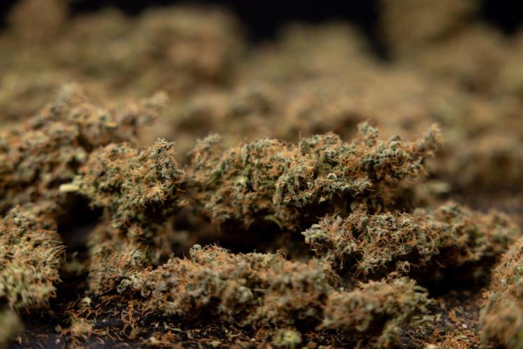 Godfather OG ✞ Auto - Zamnesia x B&B. Week 11 - Godfather OG Autoflowering - Plant  #1 - Dry Buds