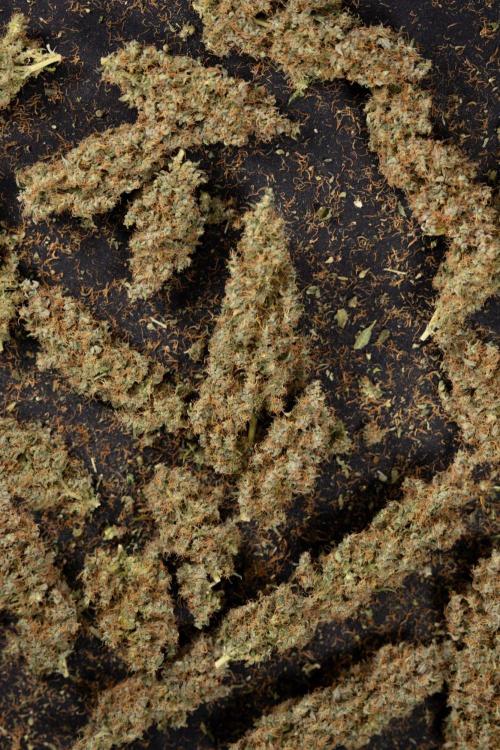 Godfather OG ✞ Auto - Zamnesia x B&B. Week 11 - Godfather OG Autoflowering - Plant  #1 - Dry Buds