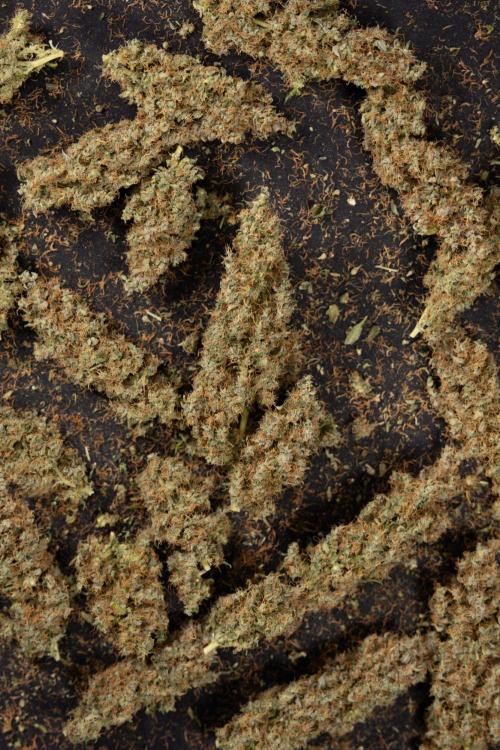 Godfather OG ✞ Auto - Zamnesia x B&B. Week 11 - Godfather OG Autoflowering - Plant  #1 - Dry Buds