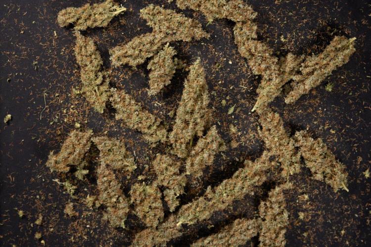 Godfather OG ✞ Auto - Zamnesia x B&B. Week 11 - Godfather OG Autoflowering - Plant  #1 - Dry Buds