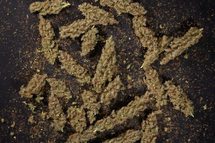 Godfather OG ✞ Auto - Zamnesia x B&B. Week 11 - Godfather OG Autoflowering - Plant  #1 - Dry Buds