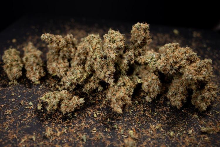 Godfather OG ✞ Auto - Zamnesia x B&B. Week 11 - Godfather OG Autoflowering - Plant  #1 - Dry Buds