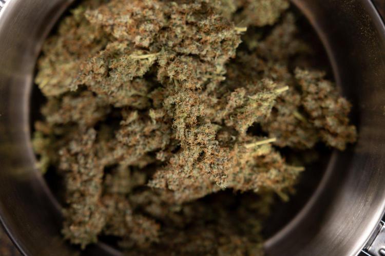 Godfather OG ✞ Auto - Zamnesia x B&B. Week 11 - Godfather OG Autoflowering - Plant  #1 - Dry Buds