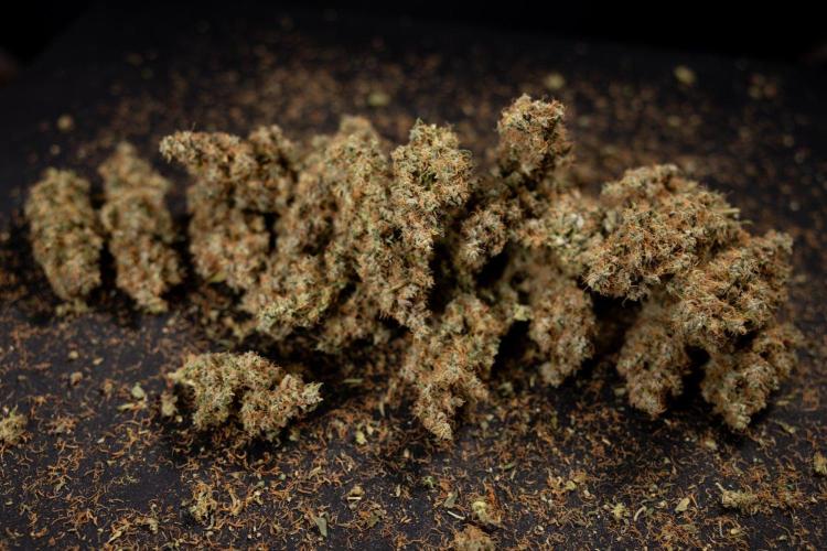 Godfather OG ✞ Auto - Zamnesia x B&B. Week 11 - Godfather OG Autoflowering - Plant  #1 - Dry Buds