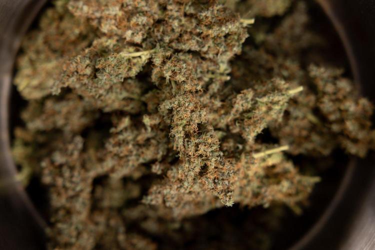 Godfather OG ✞ Auto - Zamnesia x B&B. Week 11 - Godfather OG Autoflowering - Plant  #1 - Dry Buds