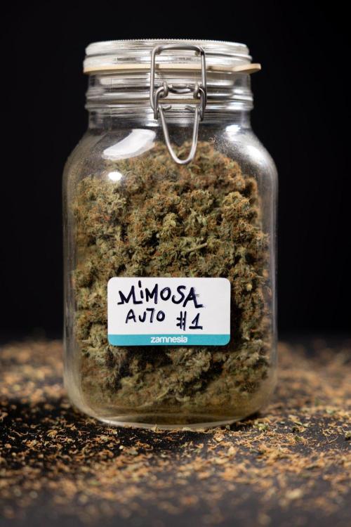 Mimosa 🌾 Auto - Zamnesia x B&B. Week 11 - Mimosa #1 - No Techniques - Dry Buds