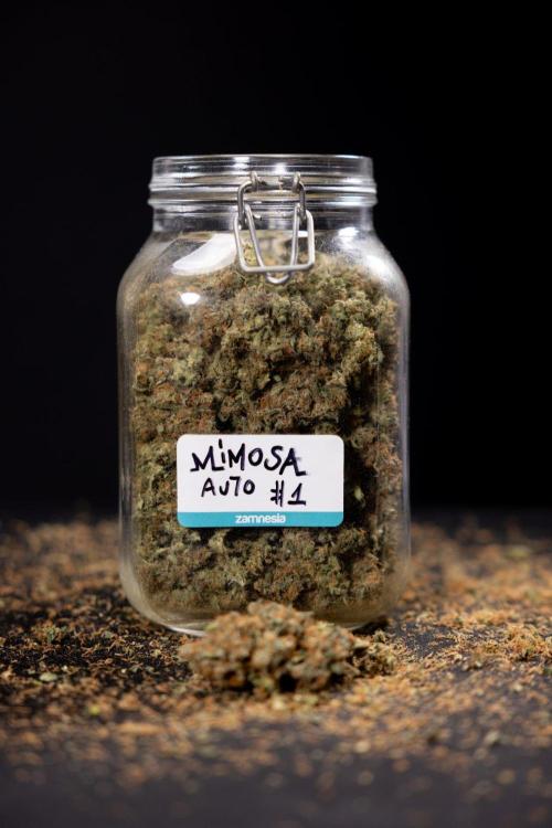 Mimosa 🌾 Auto - Zamnesia x B&B. Week 11 - Mimosa #1 - No Techniques - Dry Buds