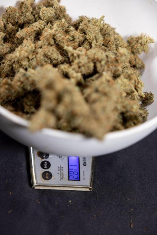 Blueberry Crumble 🔵 Auto - Z x B&B. Week 10 - Blueberry Crumble #2 - Dry Buds - On Scale