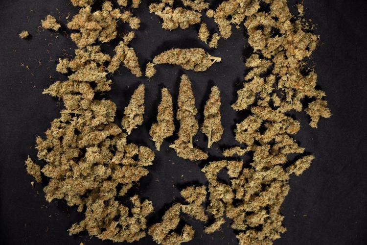 Blueberry Crumble 🔵 Auto - Z x B&B. Week 10 - Blueberry Crumble #2 - Dry Buds