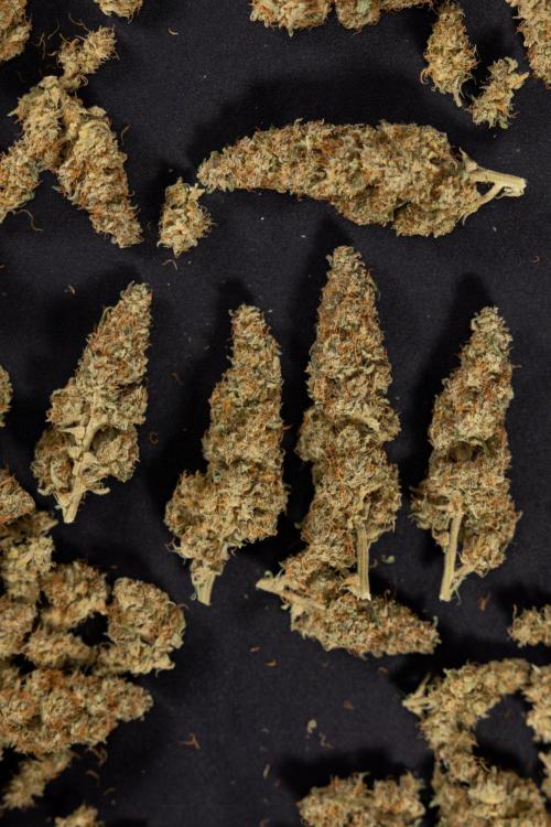Blueberry Crumble 🔵 Auto - Z x B&B. Week 9 - Blueberry Crumbe #1 - Dry Buds
